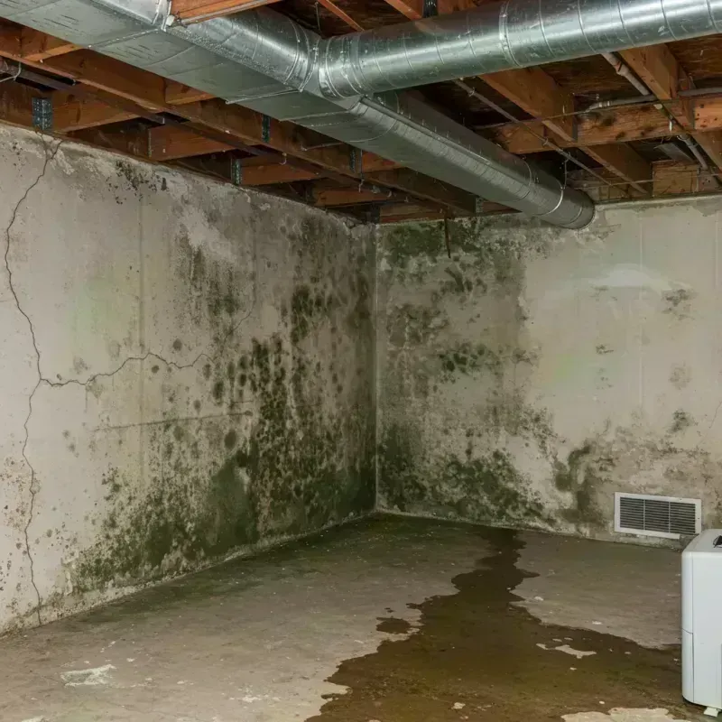 Professional Mold Removal in West Chicago, IL